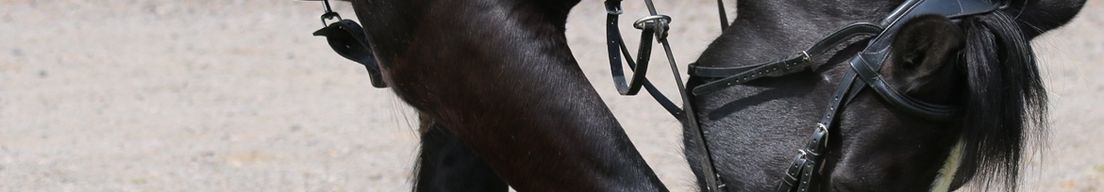 RVRC Bruno Freire Show Jumping Clinic by Emilie Kelleher cover
