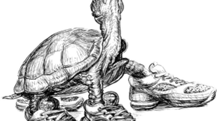 Turtle Trot 5K, 10K, Fun Run and Brunch! cover