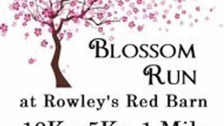 Blossom Run 10K, 5K, 1 Mile cover
