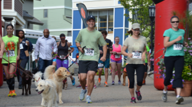 Running of the Bears 5K cover