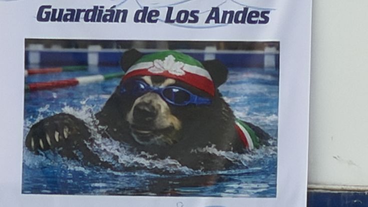 Torneo de Natación Guardian de los Andes cover
