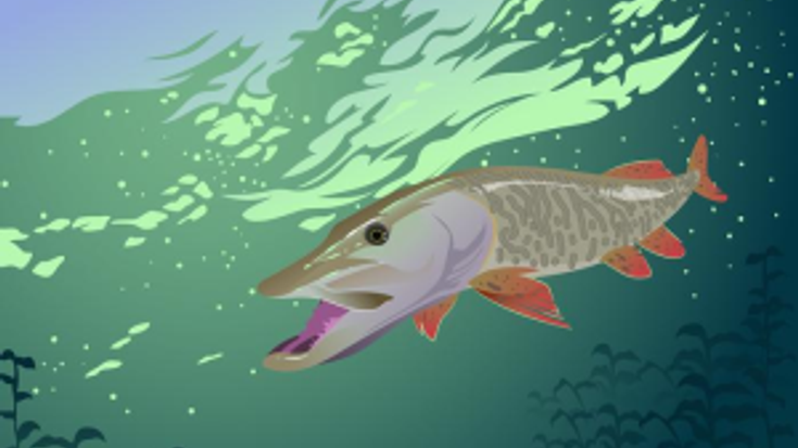 Muskie 5k cover