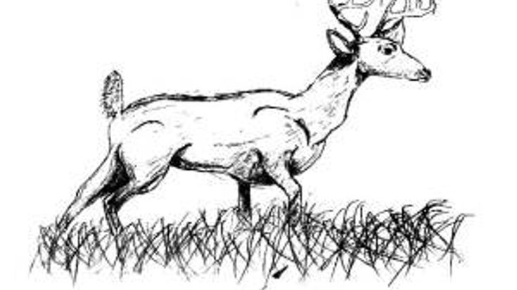 Wahkiakum 4-H Great White Tail Run cover