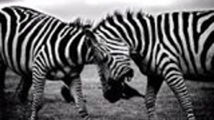 Zebra Race cover