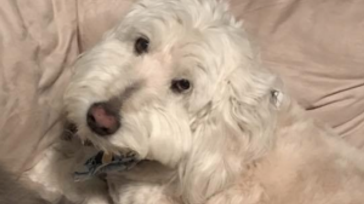 Run to Remember: In Honor of Our Beloved Pets cover