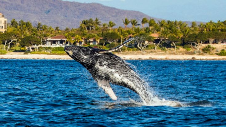 IRONMAN 70.3 Riviera Nayarit 2025 cover