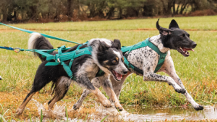 NACC's RACE AROUND RED TOP cover