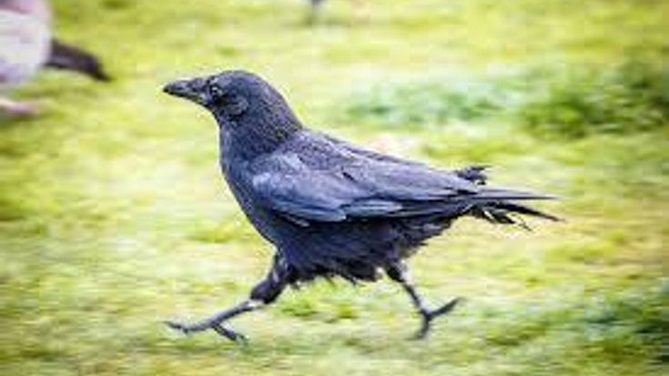 The Crow Calling 5K cover