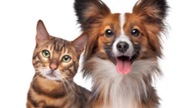 Kennekuk Road Runners - Dogs & Cats cover