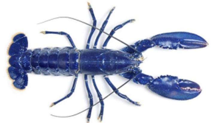 Blue Lobster 4-Miler cover