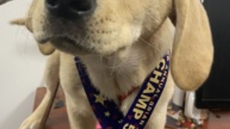 Brian J. Smith CHAMP 5K - all proceeds benefit CHAMP Assistance Dogs cover