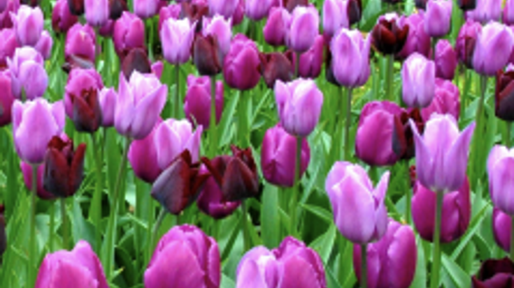 Mother’s Day Hope 5k cover