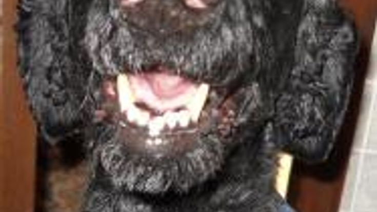 Colie's 5K Fire Run/Walk cover