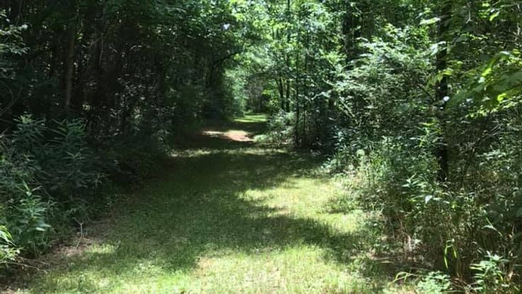 Cathedral Caverns Trail Run cover