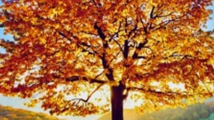Fall Festival 5k Run/walk cover