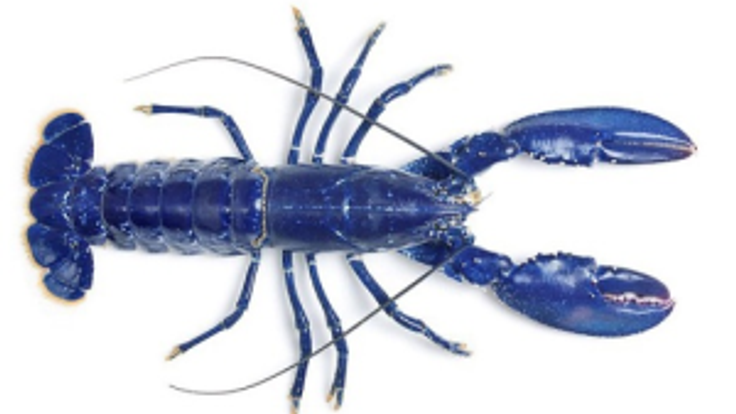 Blue Lobster 4-Miler cover