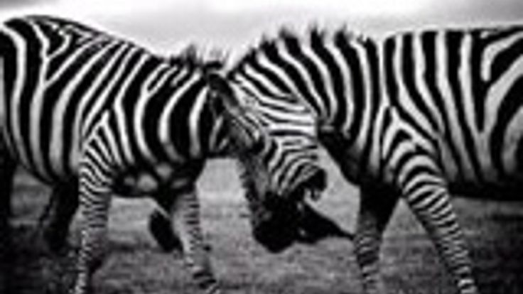 Zebra Race cover
