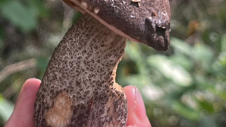 Mushroom cover