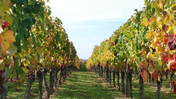 Running Between the Vines cover