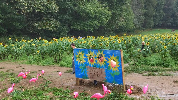 Fausett Farms Sunflower 5K cover