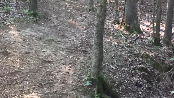 Bigfoot Forrest Trail 10 Hour Fun Run cover
