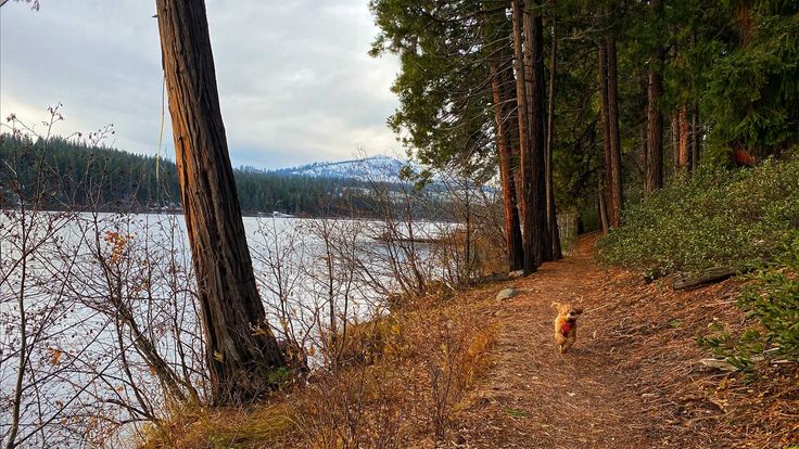 Suttle Lake Trailfest cover