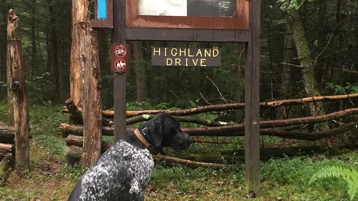 Cook Forest, Highland Fall Scramble cover