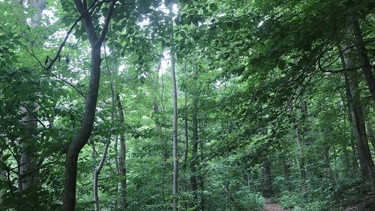 Ridley Creek State Park 25k cover
