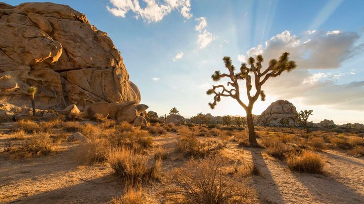 Joshua Tree Half Marathon cover