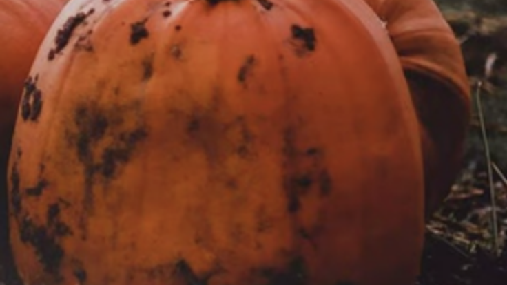 The Great Pumpkin Haul cover