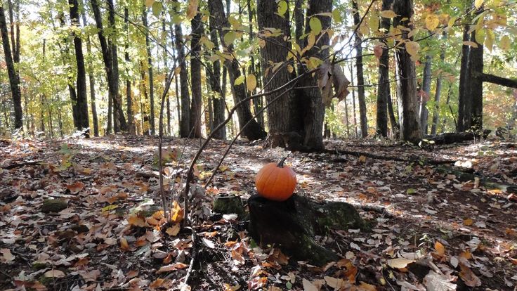 Pumpkin Butt cover