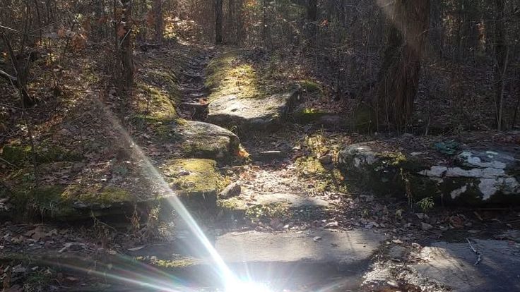The Feral Hog Mountain Run cover